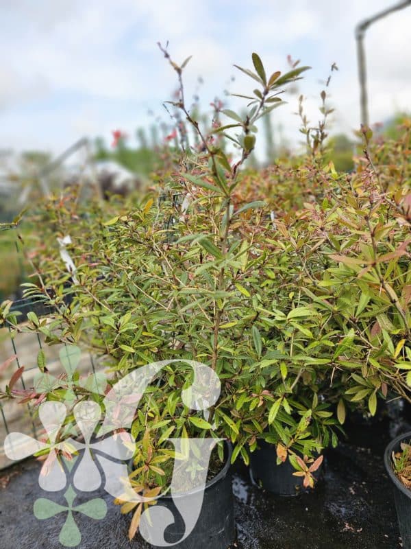 Berberis julianae