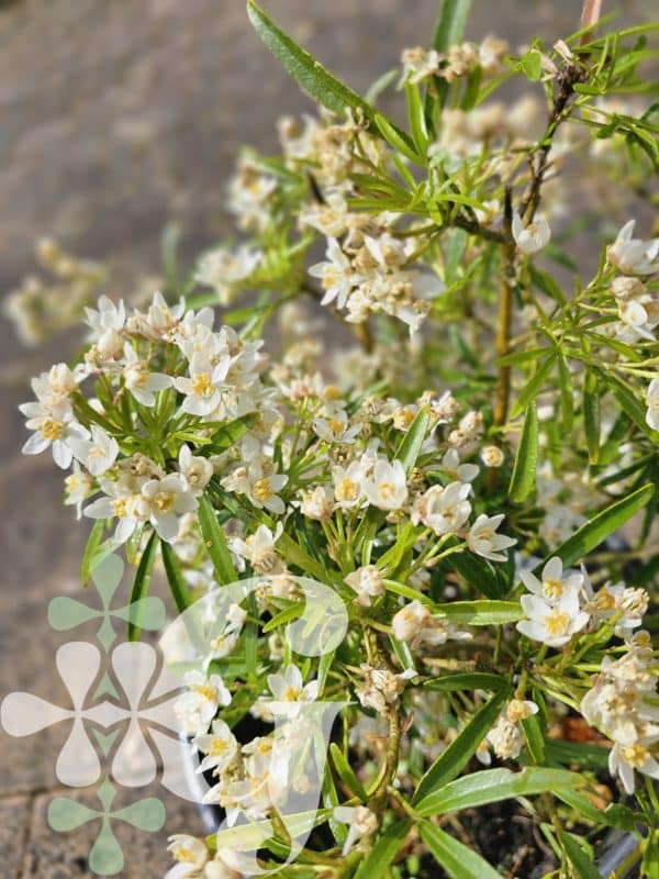 Choisya ternata