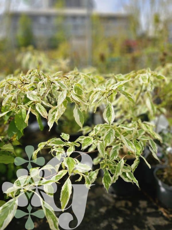 Cornus controversa 'Variegata'