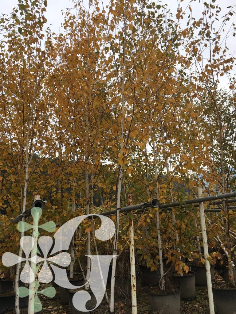 Betula utilis 'Jacquemontii'