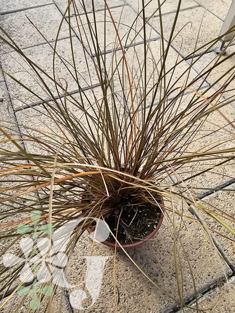 Carex 'Red Rooster'