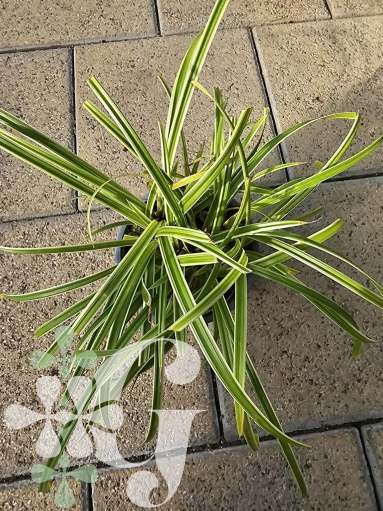 Carex morrowii 'Ice Dance'