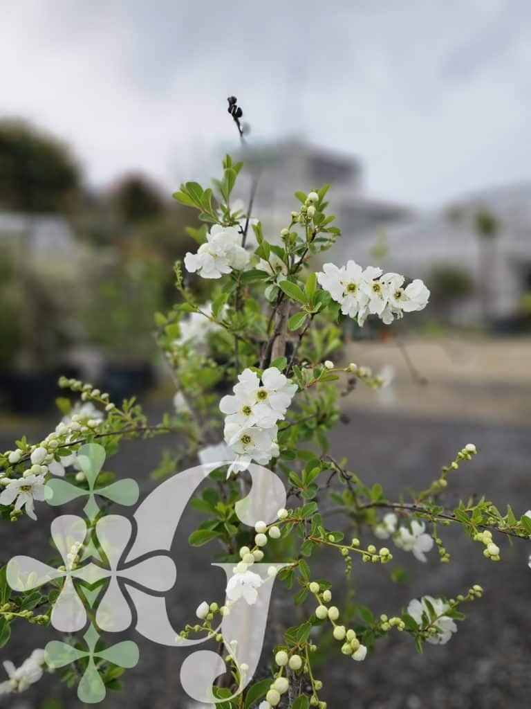 Exochorda X macrantha 'The Bird'