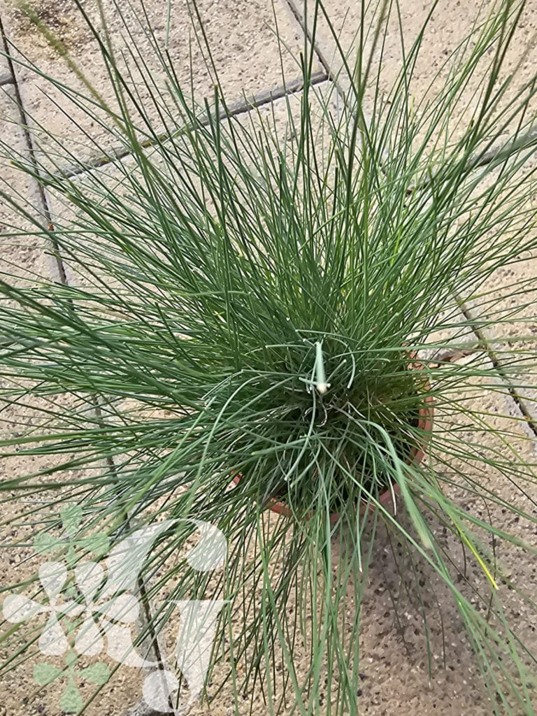 Festuca glauca