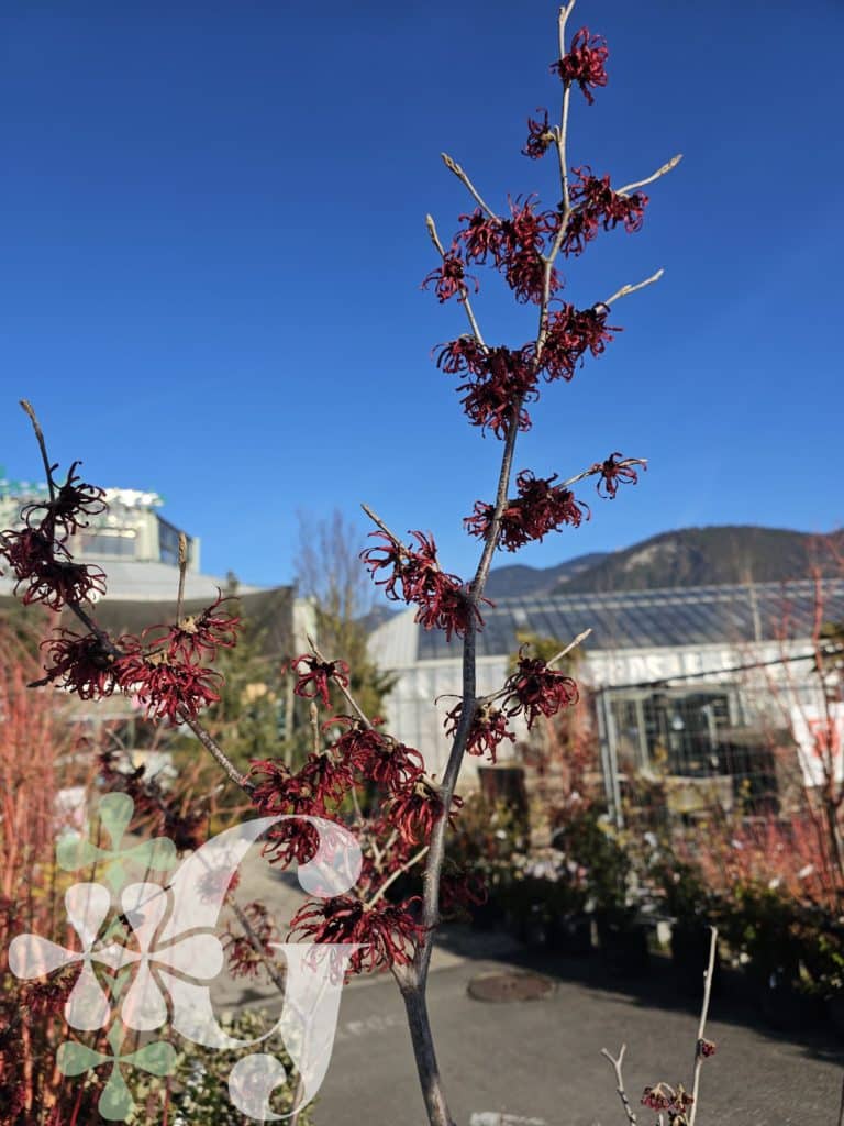 Hamamelis X intermedia 'Diane'