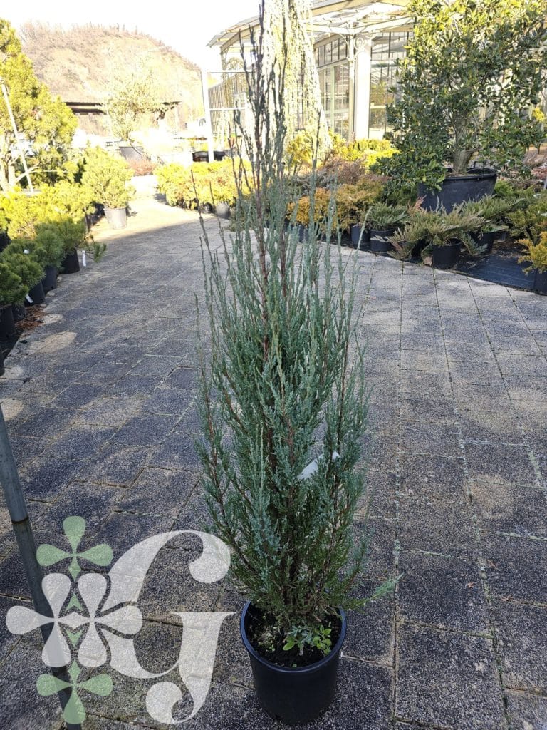 Juniperus communis 'Stricta'