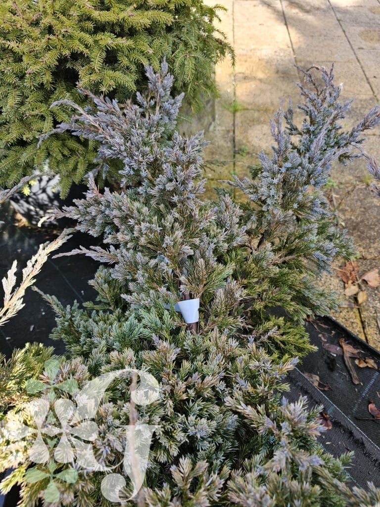 Juniperus squamata 'Blue Carpet'