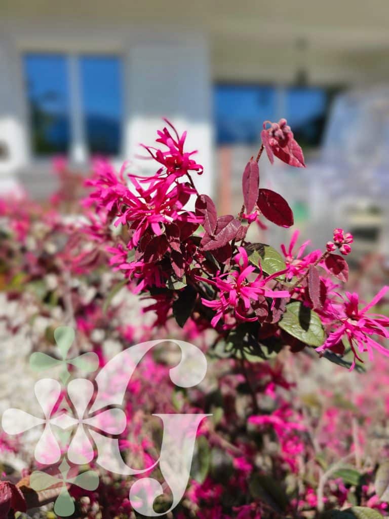 Loropetalum chinensis