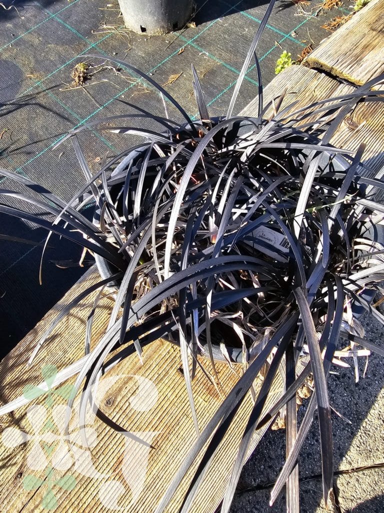 Ophiopogon planiscapus 'Niger'