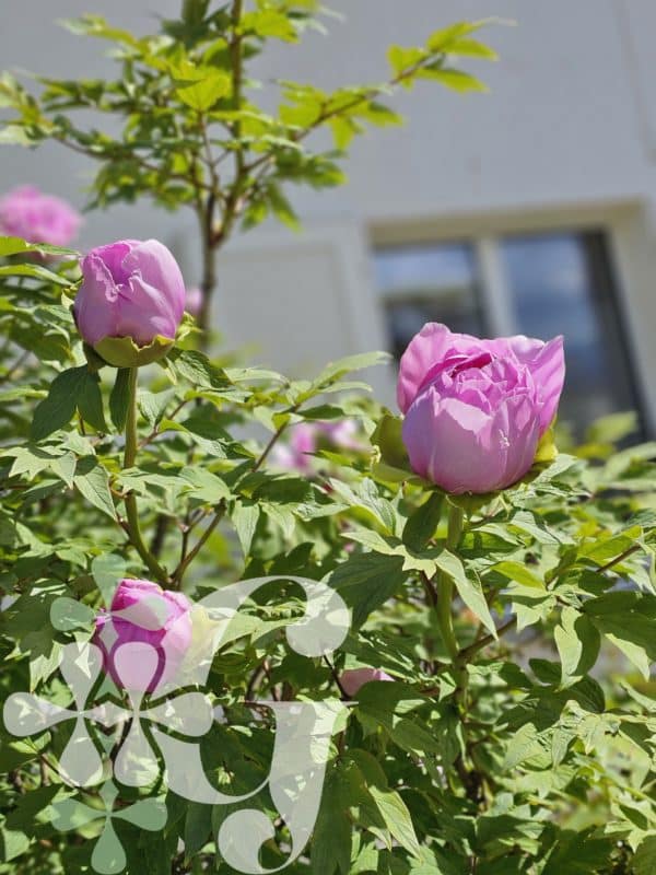 Paeonia suffruticosa