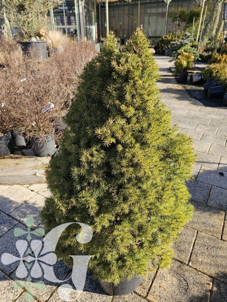 Picea glauca 'Conica'