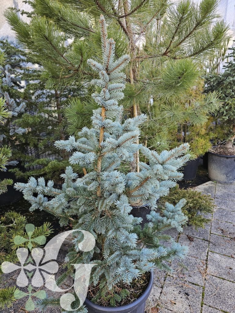 Picea pungens 'Koster'