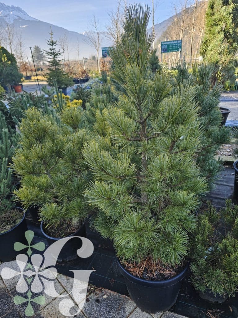 Pinus cembra