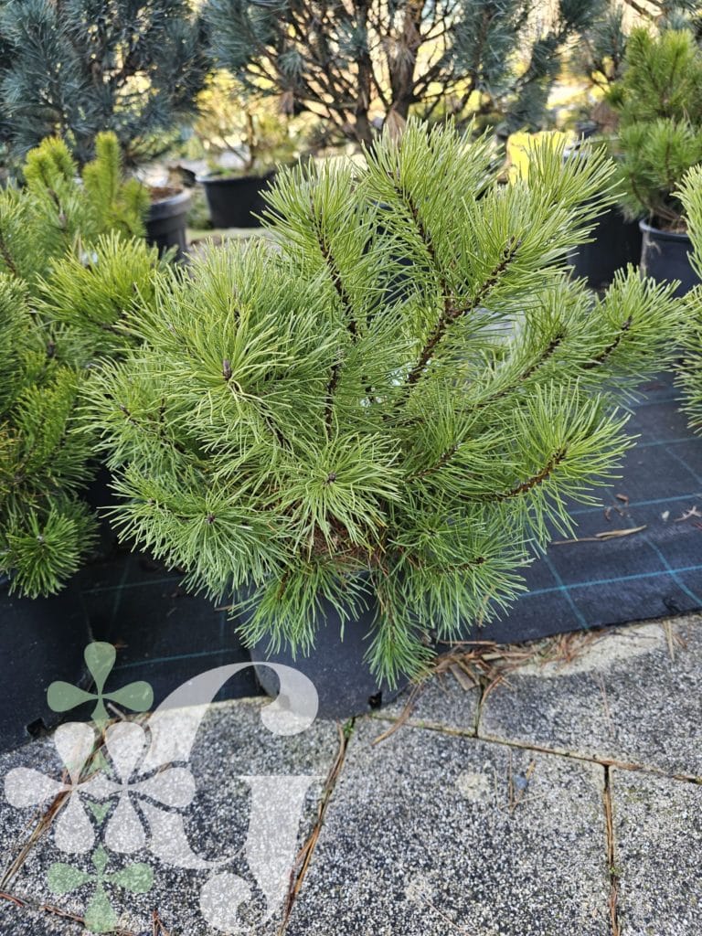 Pinus mugo 'Pumilio'