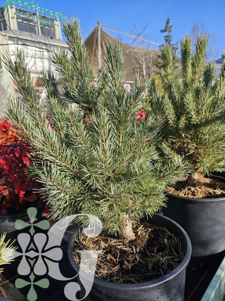 Pinus sylvestris 'Watereri'