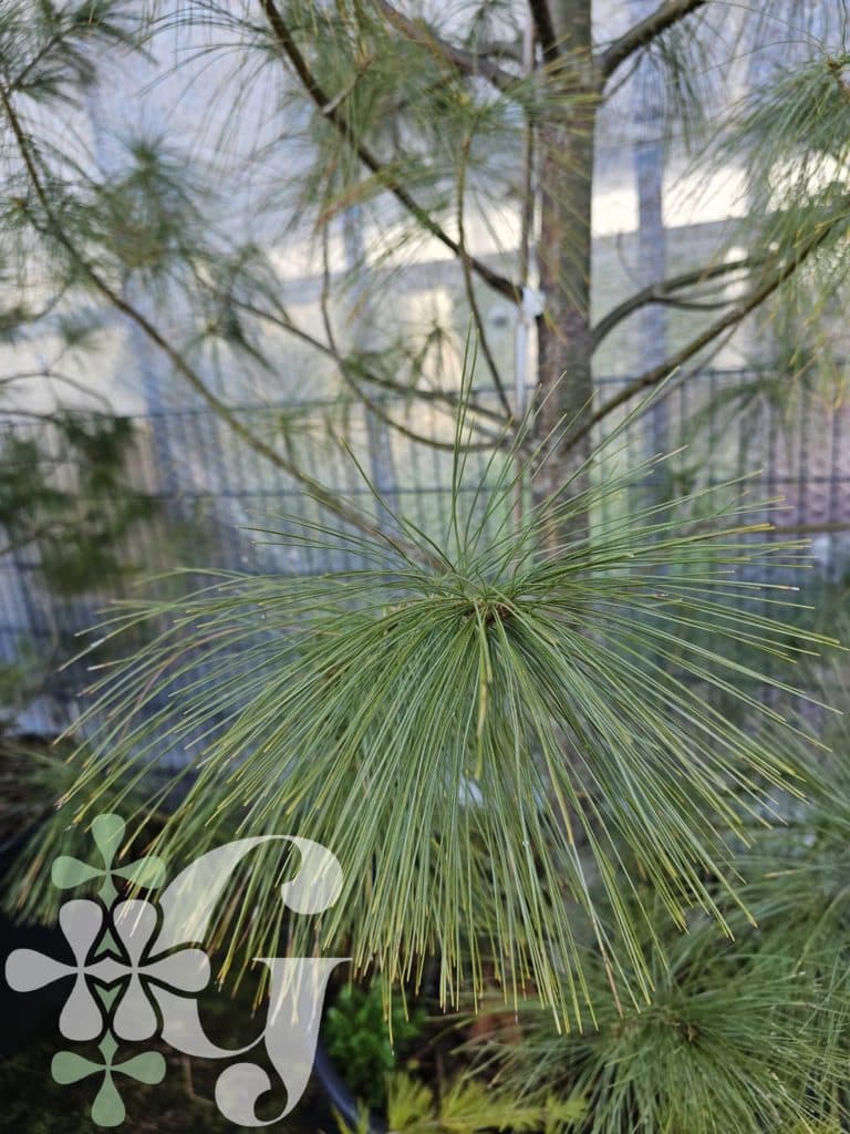 Pinus wallichiana (= griffithii)