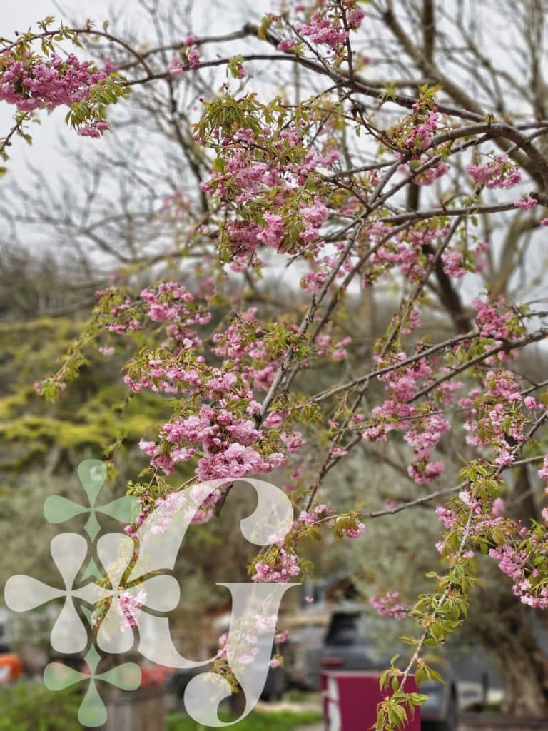 Prunus serrulata 'Kikushidare Zakura'