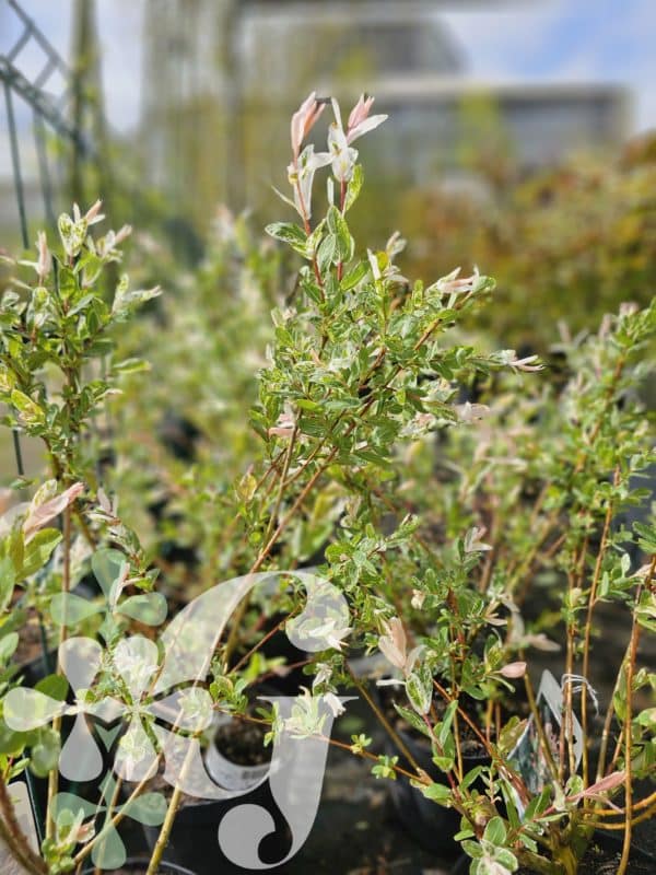 Salix integra 'Hakuro Nishiki'