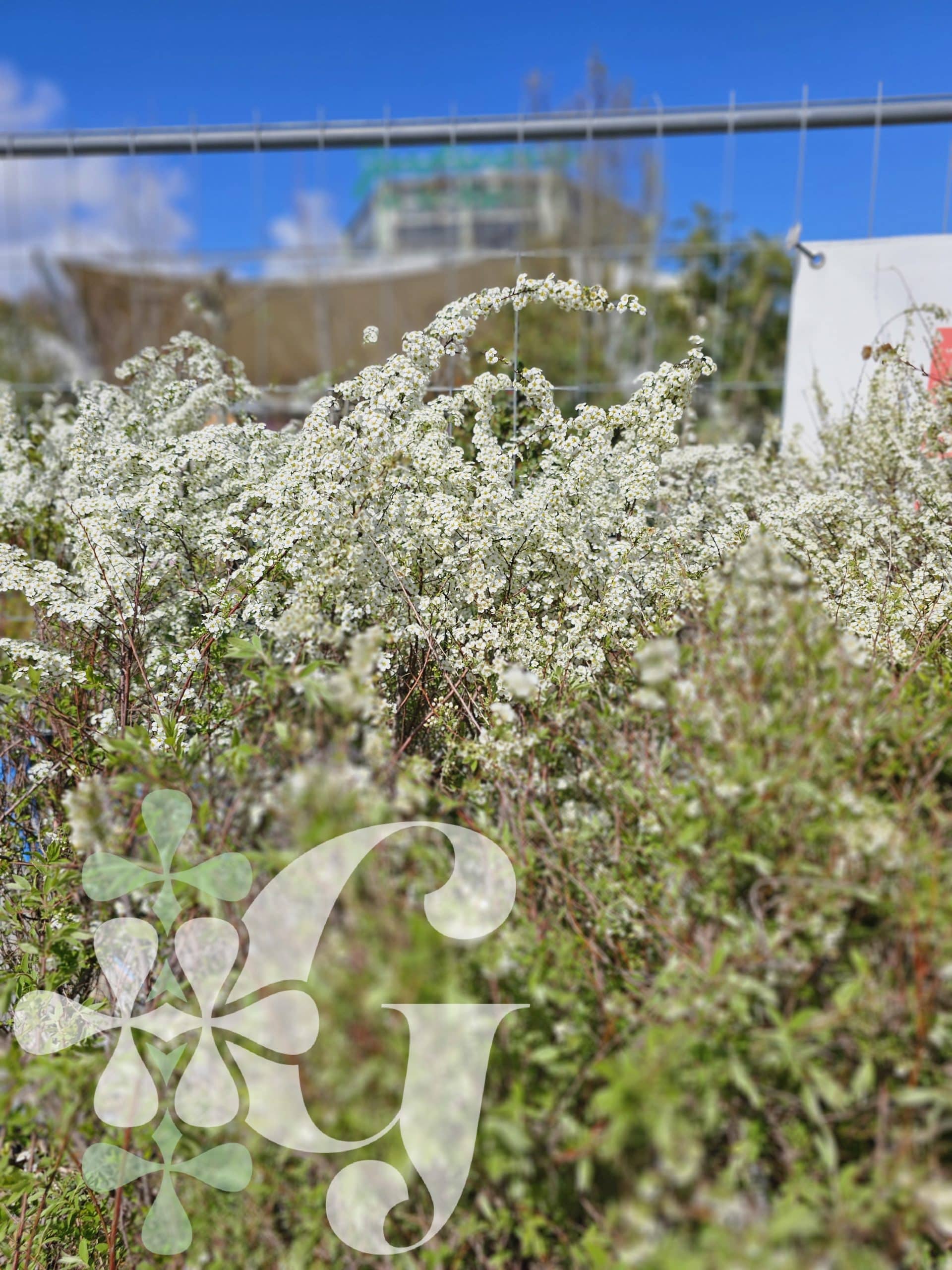 Spiraea X arguta - Pepinieres Girod