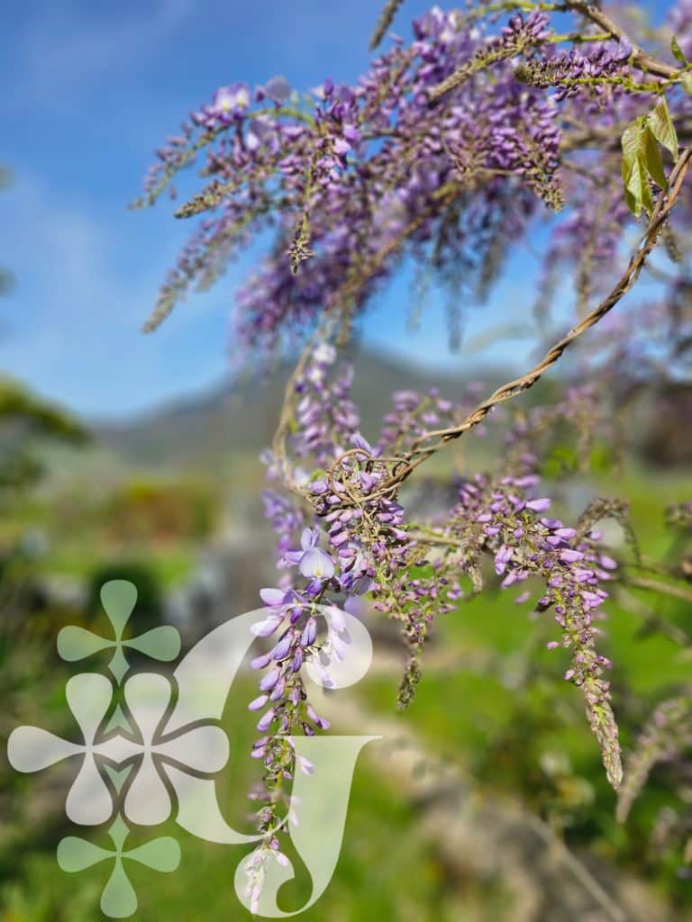 Wisteria sinensis 'Prolific'